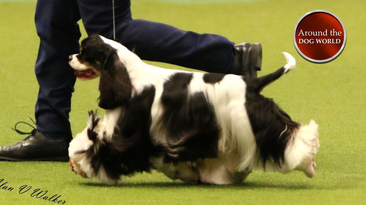 Around the Dog World - Crufts and Pawscars 2017