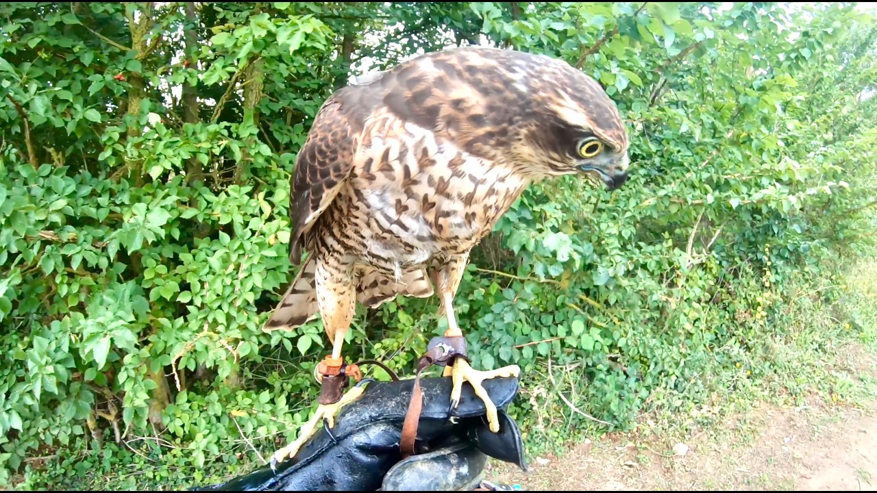 SPARROWHAWK WIZZY, LEPSZY POWR&Oacute;T