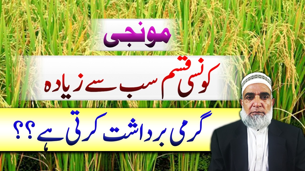 Heat Tolerant Rice Variety Selection || Crop Reformer
