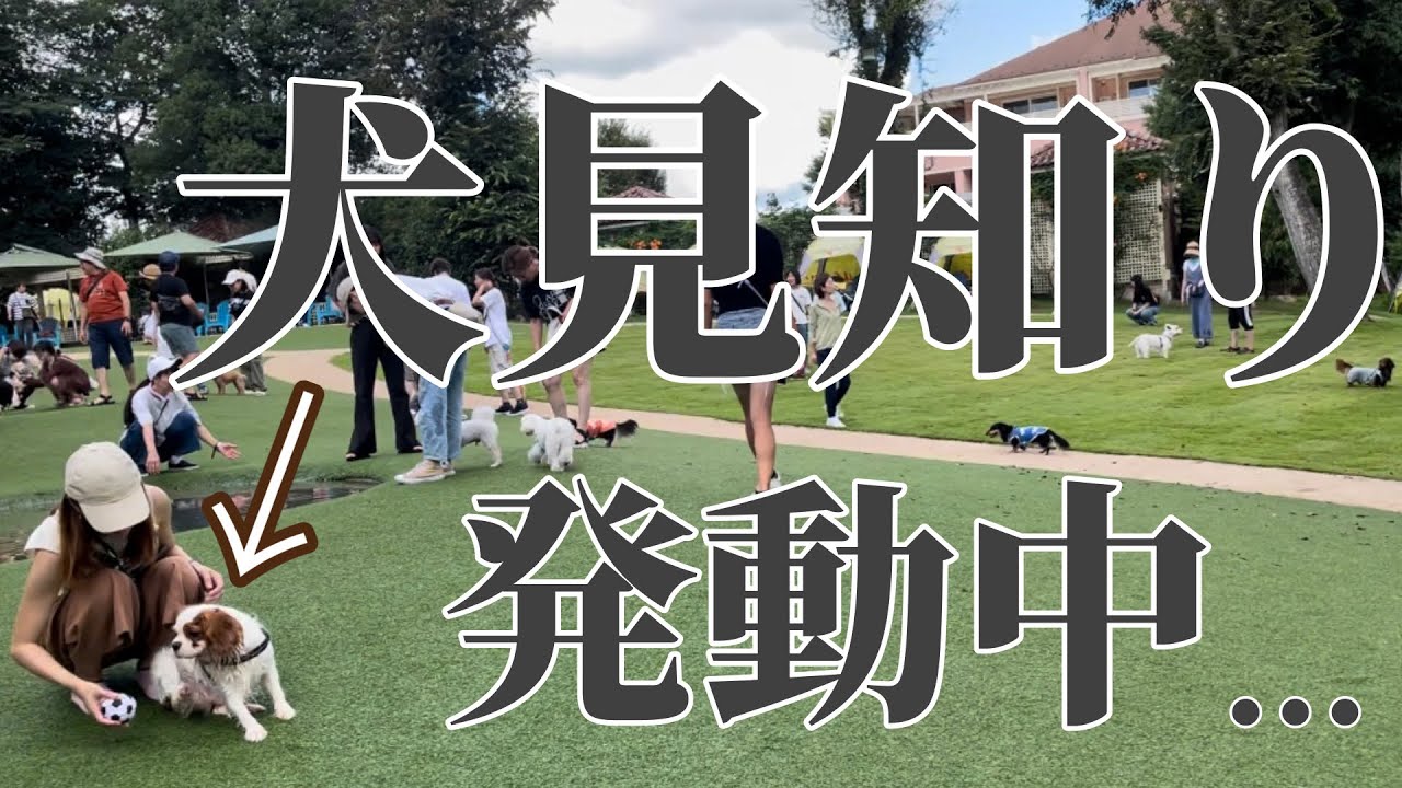 ドッグランなのにドッグがいるとランしない犬見知りなキャバリア犬
