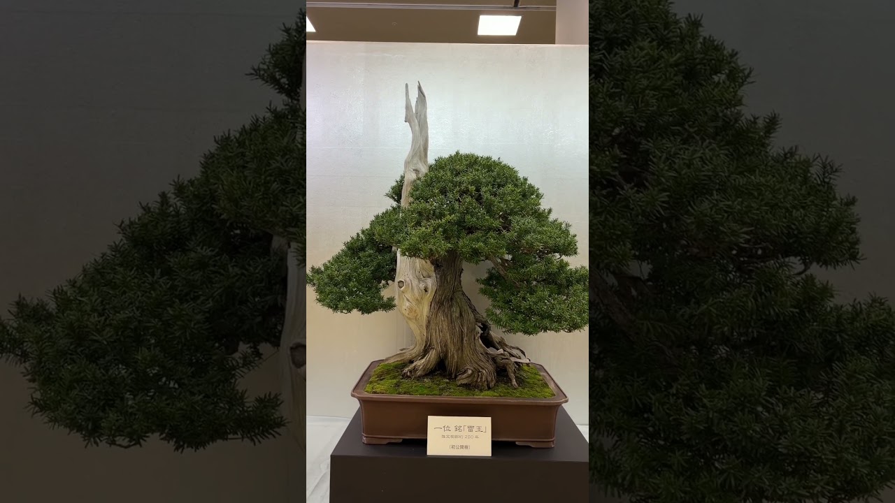 The Taikan-ten (2025) 
