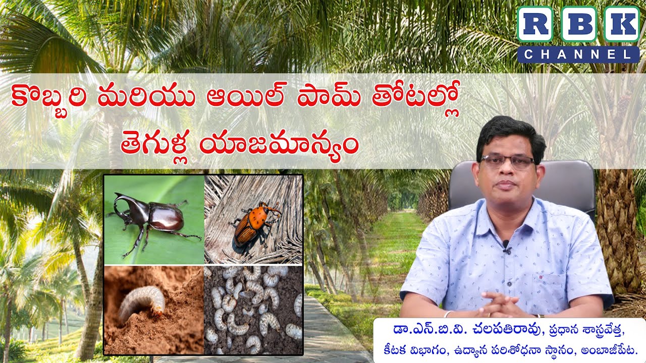 కొబ్బరి మరియు ఆయిల్ పామ్ తోటలలో పురుగుల యాజమాన్యం ll డా. యన్. బి. వి. చలపతిరావు, ప్రధాన శాస్త్రవేత్త