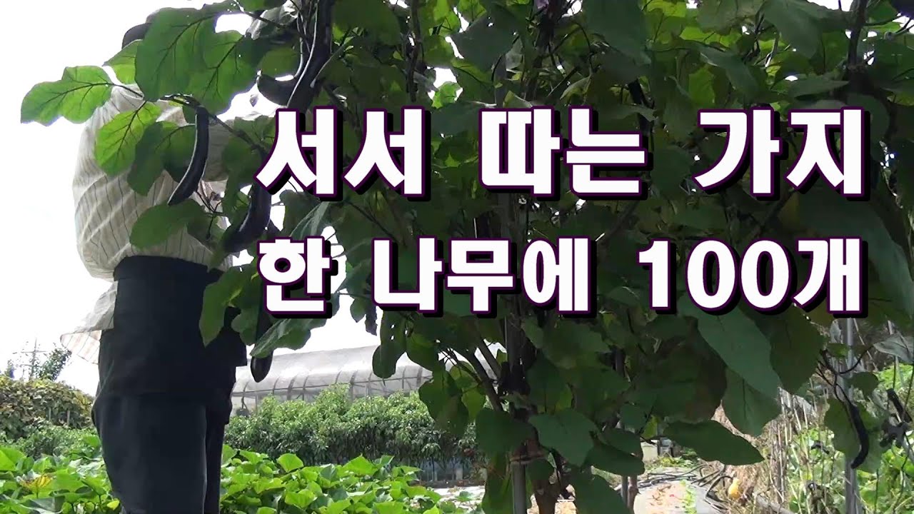 서서 따는 가지 한 나무에 100개 재배법