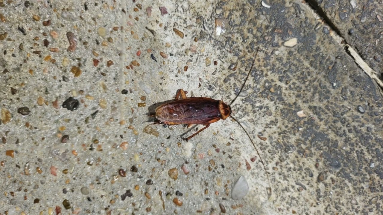 Pest Control Near Me in Cypress, Katy & Houston | Exterminator Services & Rodent Control