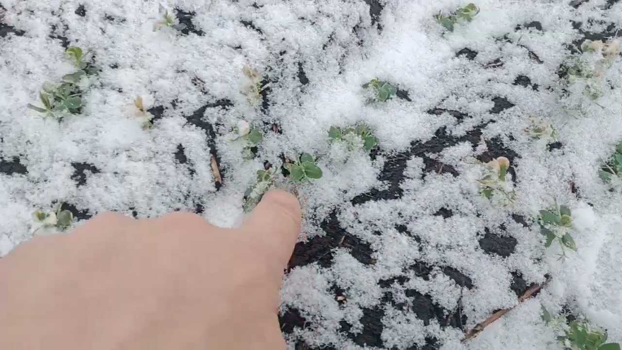 Стан зимуючого гороху після -18