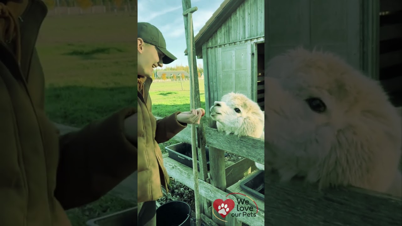 Funny Sheep Antics &ndash; Laughter on the Farm! #cutegoats #funnyanimals