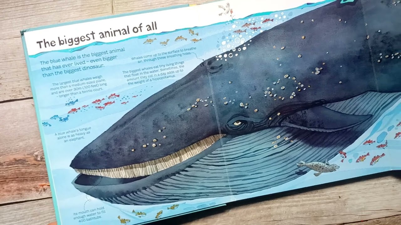 🦓🐘 The Usborne Big Book of Big Animals | Flip Through | Giant Creatures from the Wild