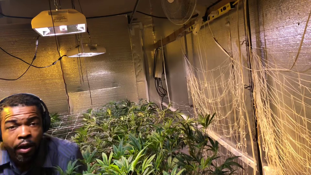 Indoor Grow: Applying 1st row of trellis netting