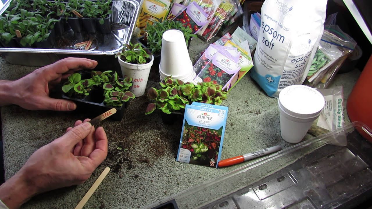 Garden Flowers: Seed Starting and Transplanting Coleus: A Great Annual! - MFG 2014
