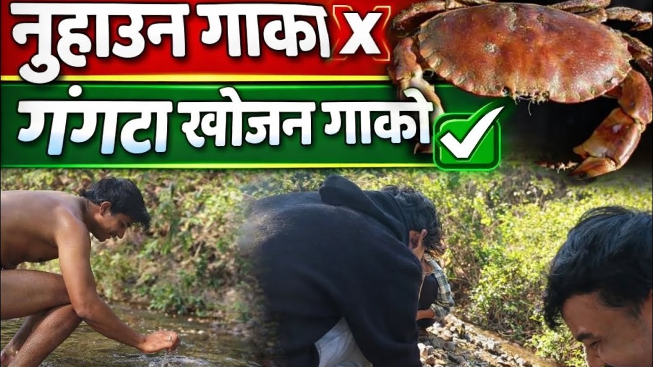 नुहाउन गाको ❌गंगटा खोज्न गाको ✔️