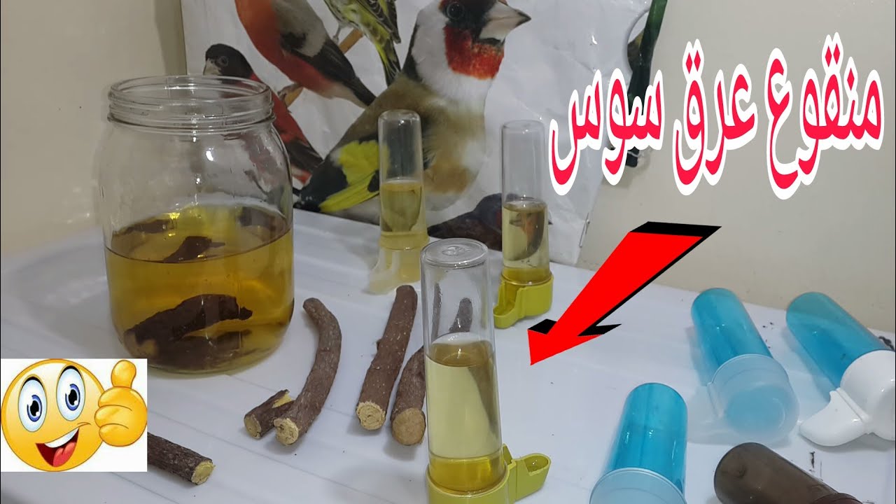 فوائد عرق سوس من أجل تطهير و الوقاية من الامراض أثناء التزاوج للحسون وباقي الطيور الزينة