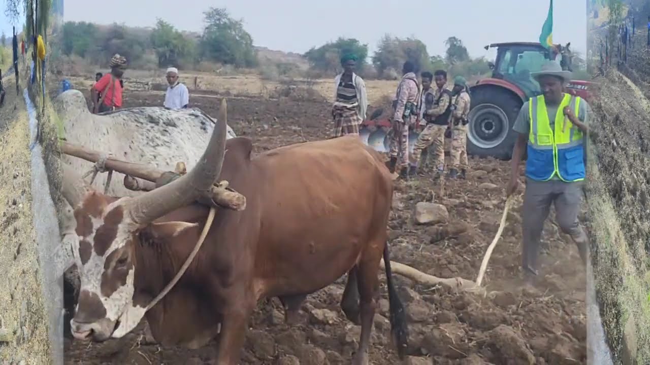 በአርጎባ ብሄረሰብ ልዩ ወረዳ የስንዴ ምርታማነትን ለመጨመር የሚያስችል ግብዓትና ቴክኖሎጂ በመጠቀም የተሻለ ምርት ለማግኘት  እየተሰራ ነው፦
