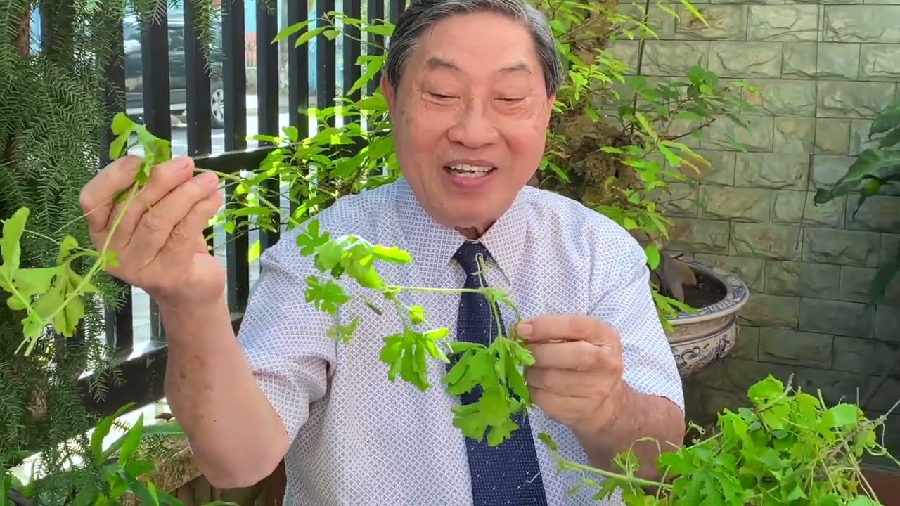 KHỔ QUA RỪNG - LƯƠNG Y NGUYỄN C&Ocirc;NG ĐỨC