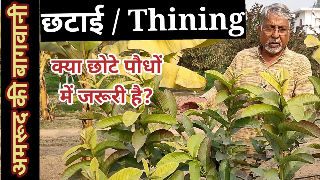 285. दो वर्ष से छोटे पौधों में छटाई क्यों करनी चाहिए।Why Guava Thining is useful in first two years?