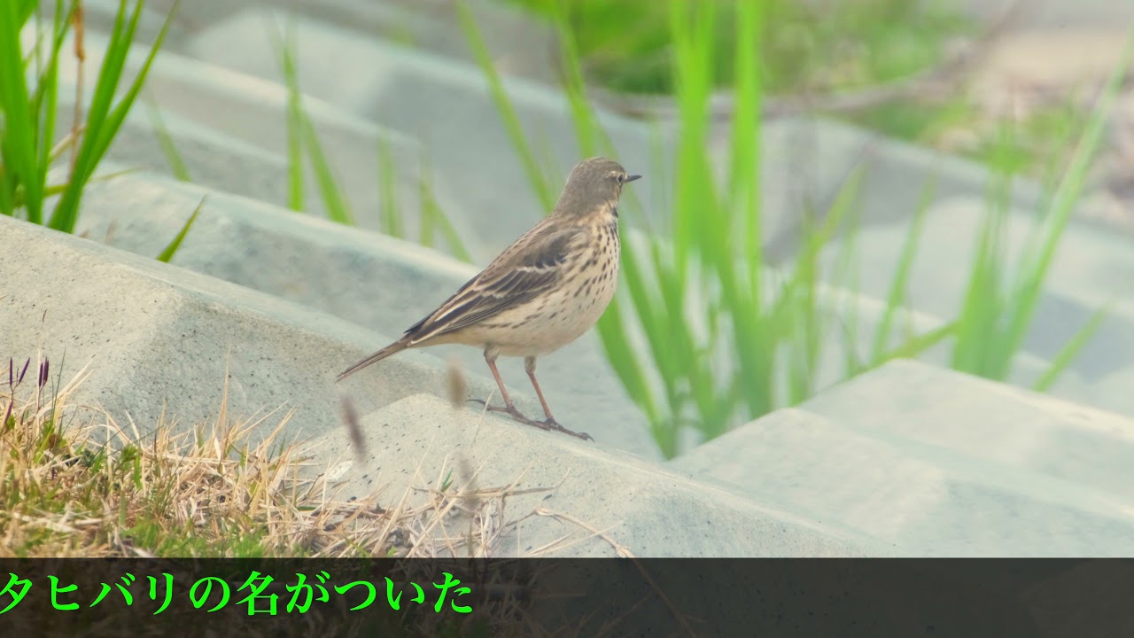 タヒバリ202153   4K