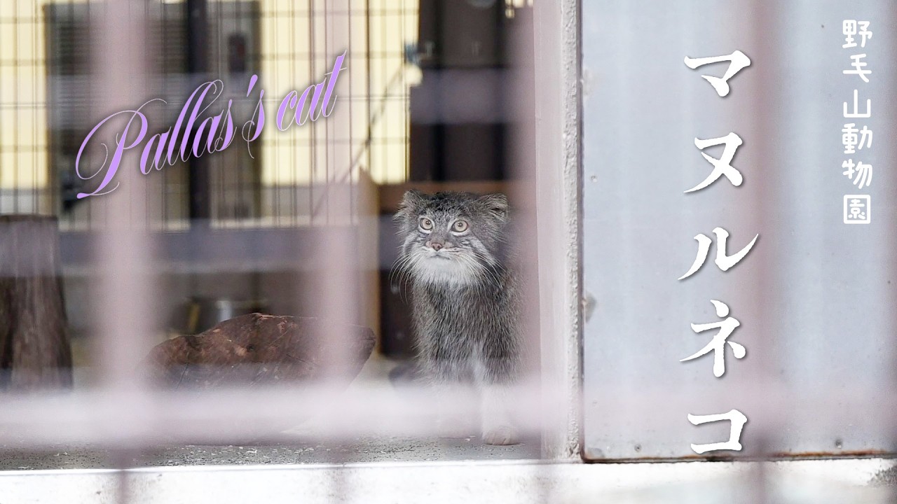 【上野→野毛山のマヌルネコ】お久しぶりのフィーガくん Pallas's cat