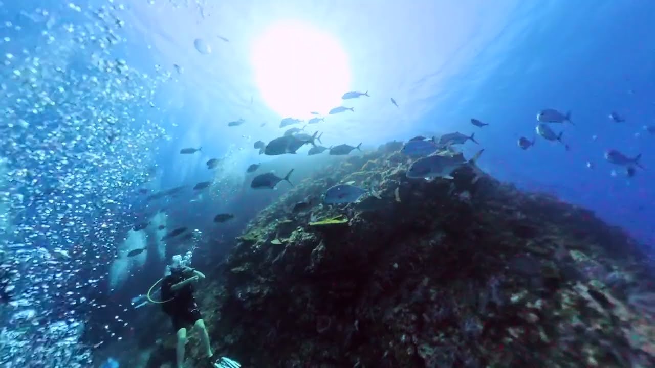 [태국 리브어보드] 물반 고기반! 리셀리우락 / Richelieu Rock Liveaboard