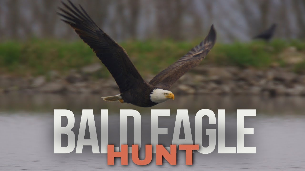 Bald Eagle patiently hunts for food for his nest