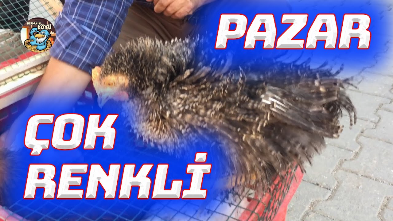 Kırıkkale Tavuk Pazarı renk çeşit çok alan yok