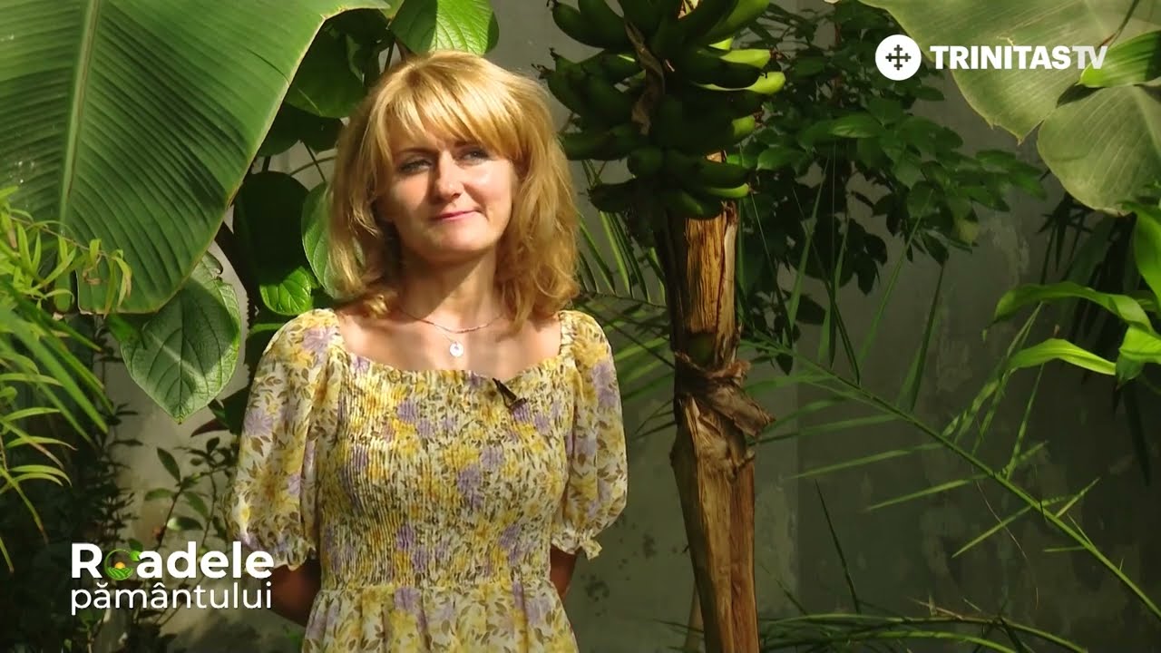 Bananierul și curiozitățile lui #RoadelePământului