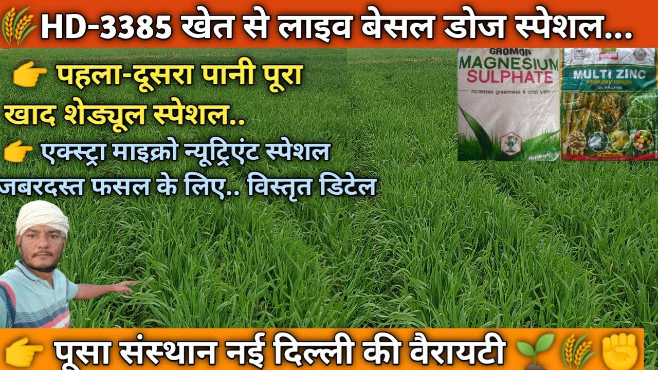 🌾HD-3385 खेत से Live पहला-दूसरा पानी पूरा खाद शेड्यूल माइक्रोन्यूट्रिएंट स्पेशल👍🌾💯 #3385 #viralvideo