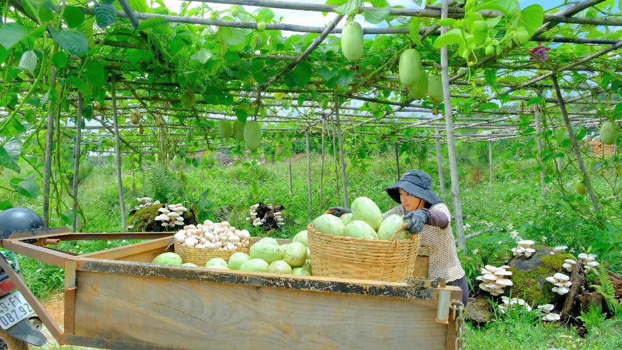 Harvest Giant Passion Fruit And Mushrooms From The Farm – Cover The Thatched House