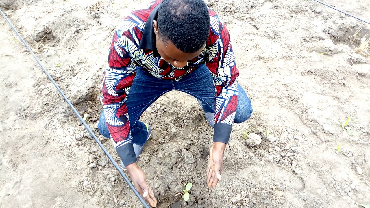 Kilimo Cha matikiti maji stage no 1