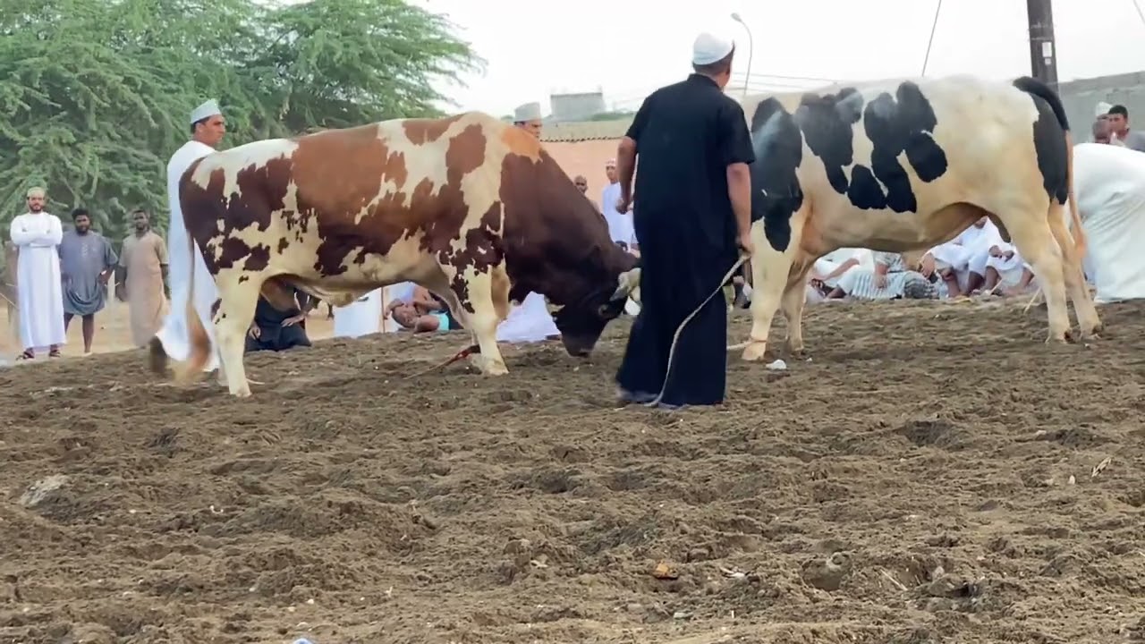 التوقيع ومخلص