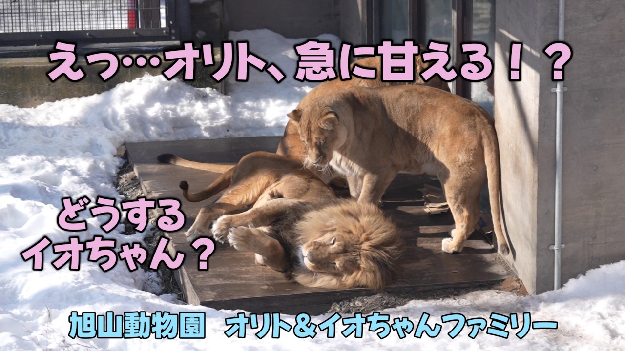 旭山動物園　えっ…オリト、急に甘える⁉　どうするイオちゃん？　Orito & Io family　Lion family　Asahiyamazoo