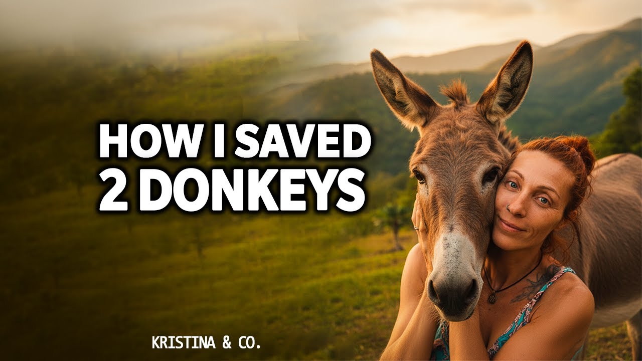 How I Saved 2 Donkeys 🫏 | Heartwarming Donkey Rescue Story & Transformation