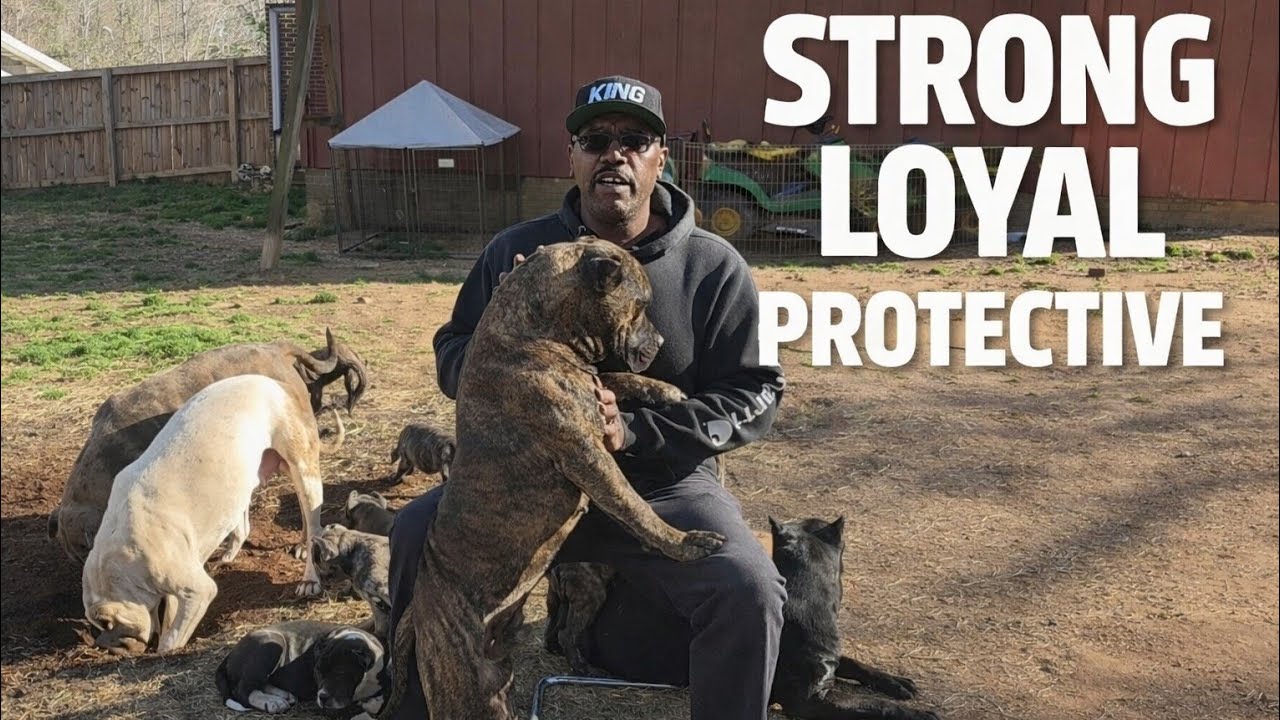 Behind Every Strong Dog... Is Loyalty Most People Will Never Experience 