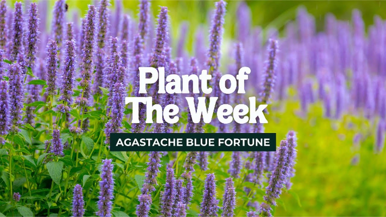 Agastache Blue Fortune: Grow a Butterfly Paradise in Your Garden!
