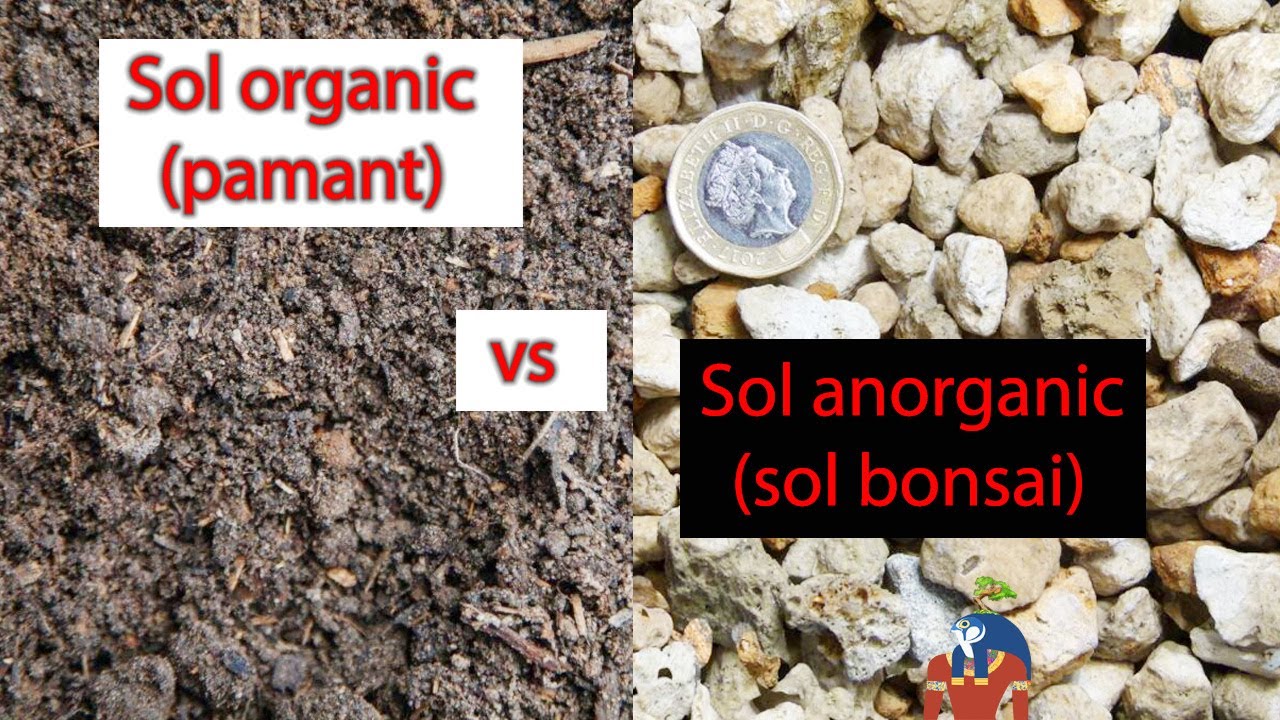 De ce NU pamant la bonsai 🍂 sol organic vs sol anorganic