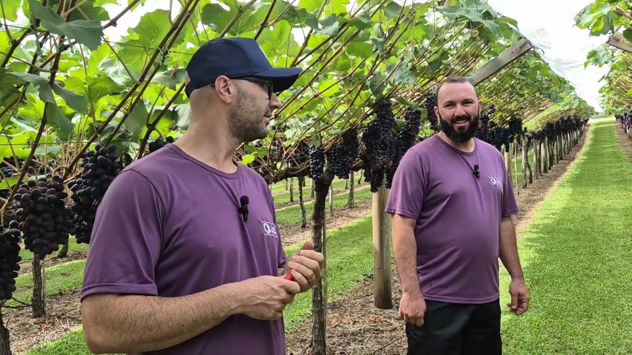 Uvas Belluno em Cobertura: excelência em condução, raleio e qualidade dos cachos