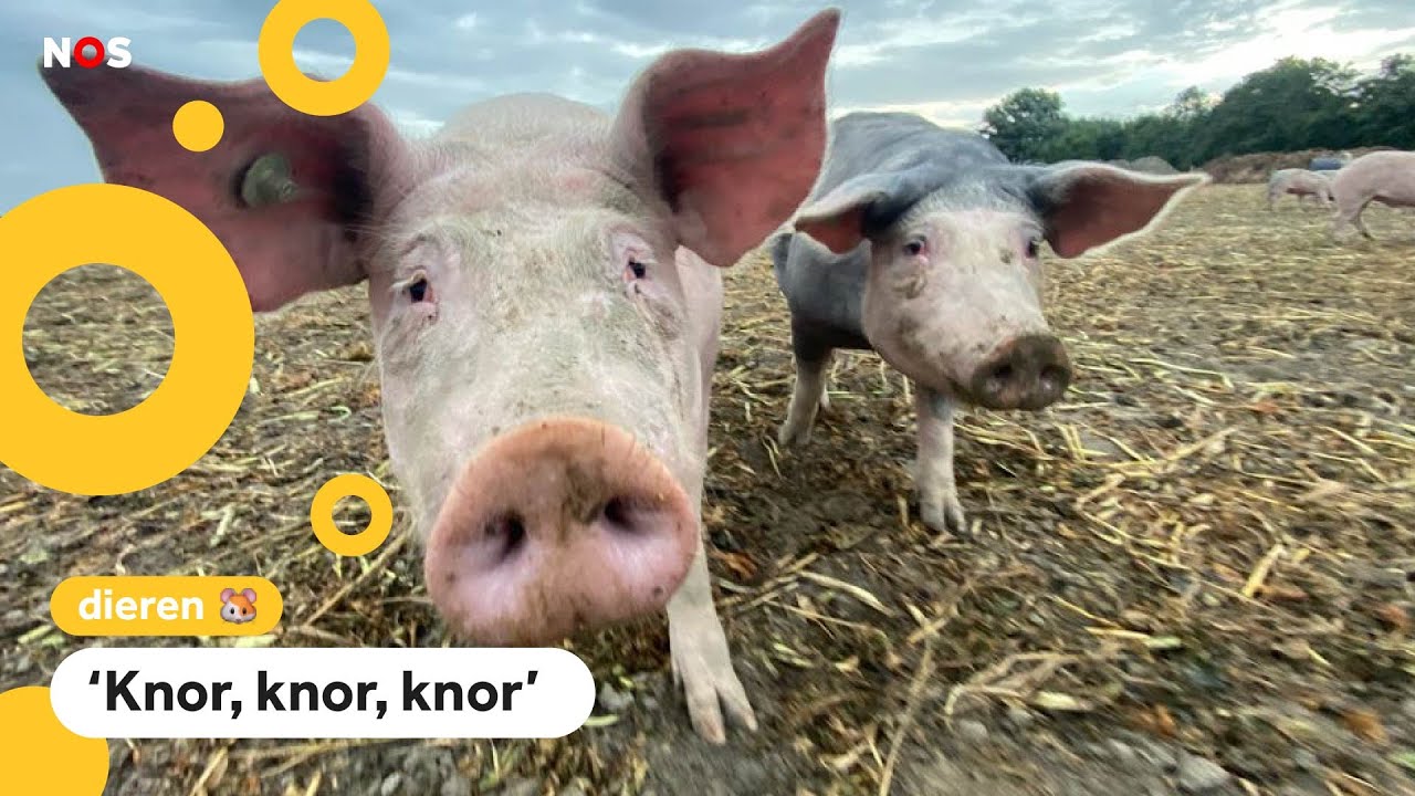 Varkens bij Schiphol moeten vogels wegjagen