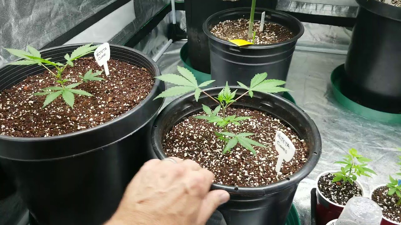 Ygrow 600 series update.  Day 5 of Veg