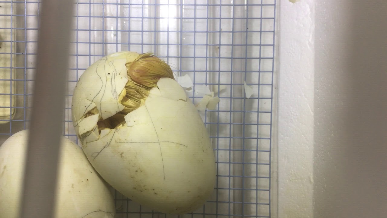 A Duckling Hatches