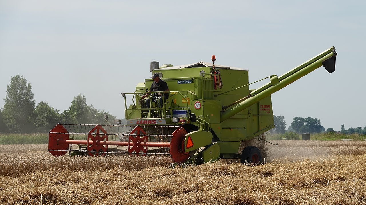 Harvesting wheat w/Claas Dominator 85 | Classic combine | Classic Graanoogst