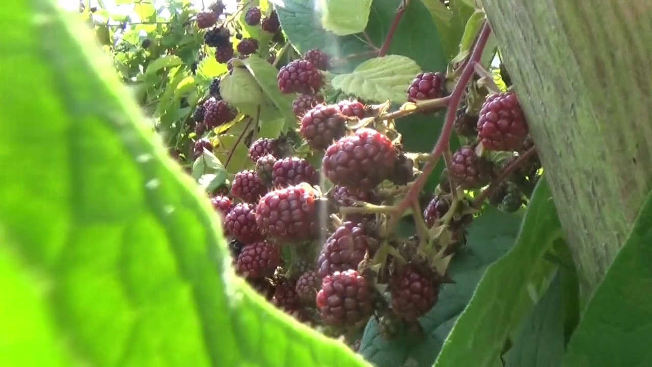 Potager en permaculture [Juillet 2018] #28