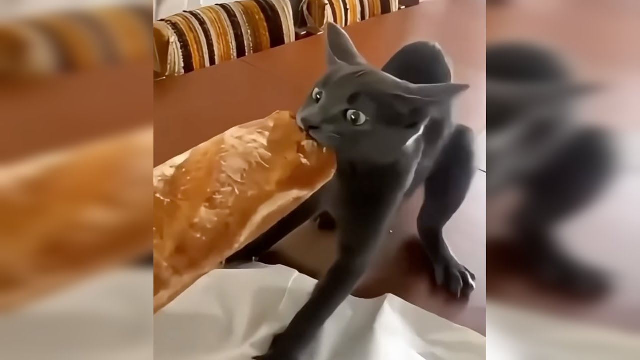 Funny Animals Cats&Dogs Part 15 🐈🐩#cat #dog #funny #video #kitten #puppy #animals
