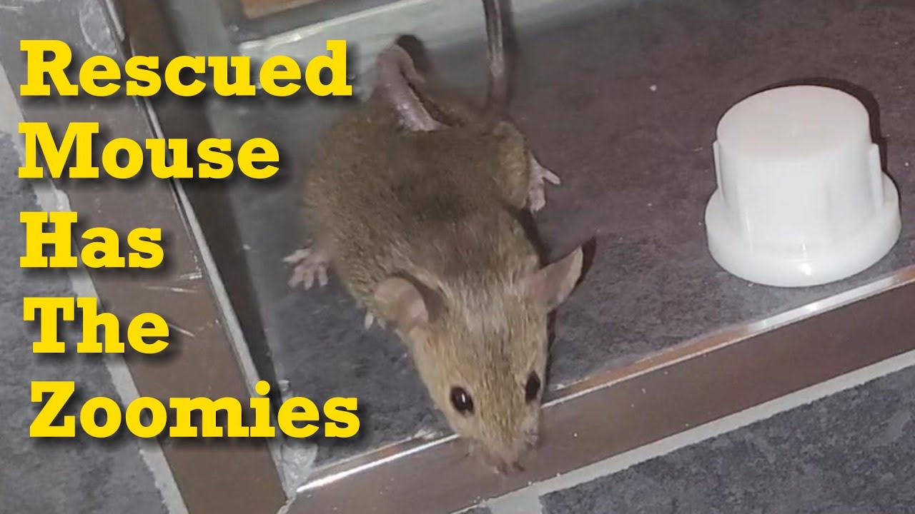 Tamed Wild Mouse Loves His New Habitat