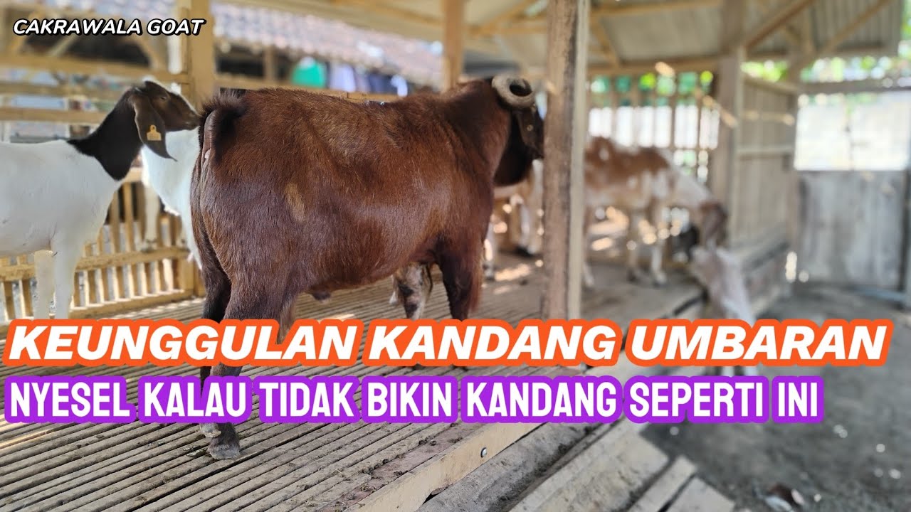 CARA TERNAK BREEDING KAMBING PALING GAMPANG!!!