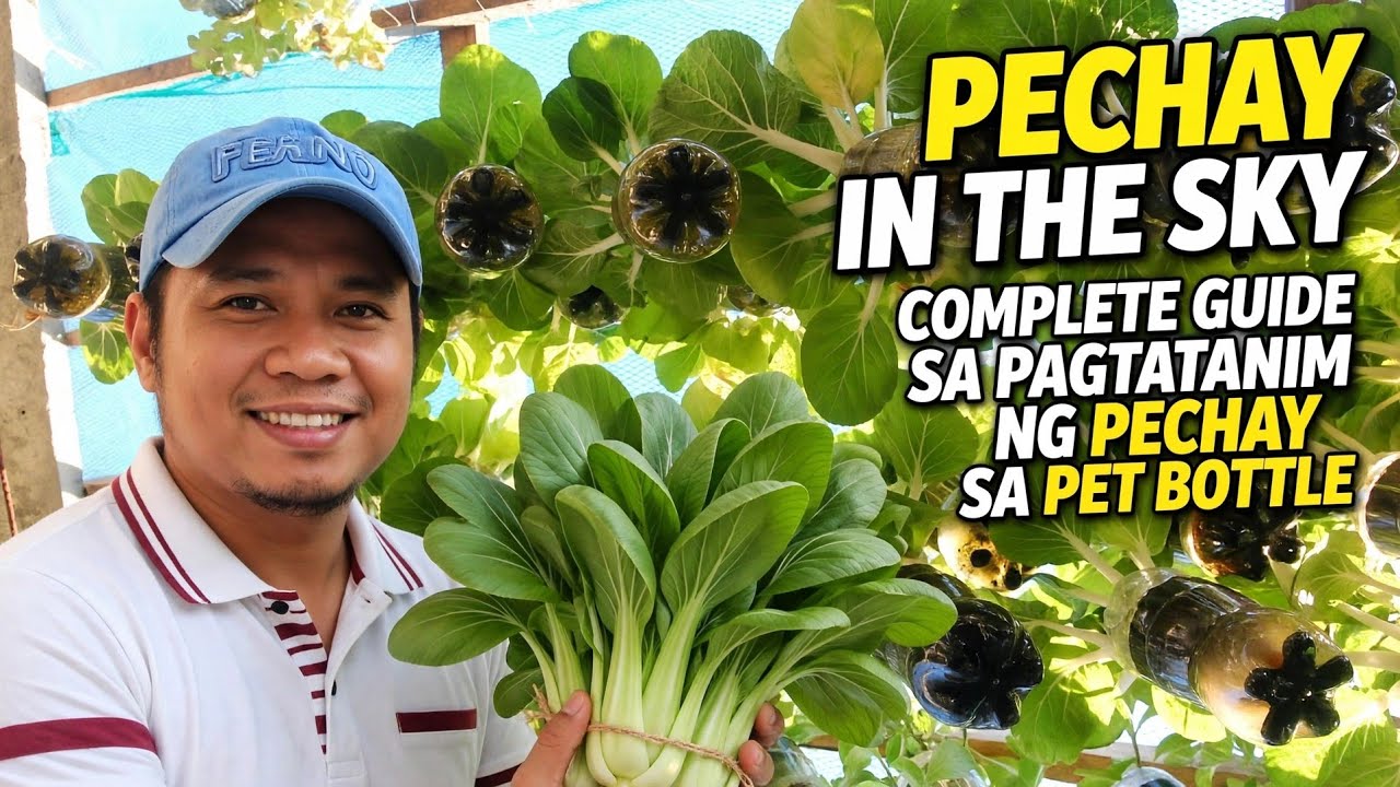 Complete Guide Sa Pagtatanim Ng Pechay