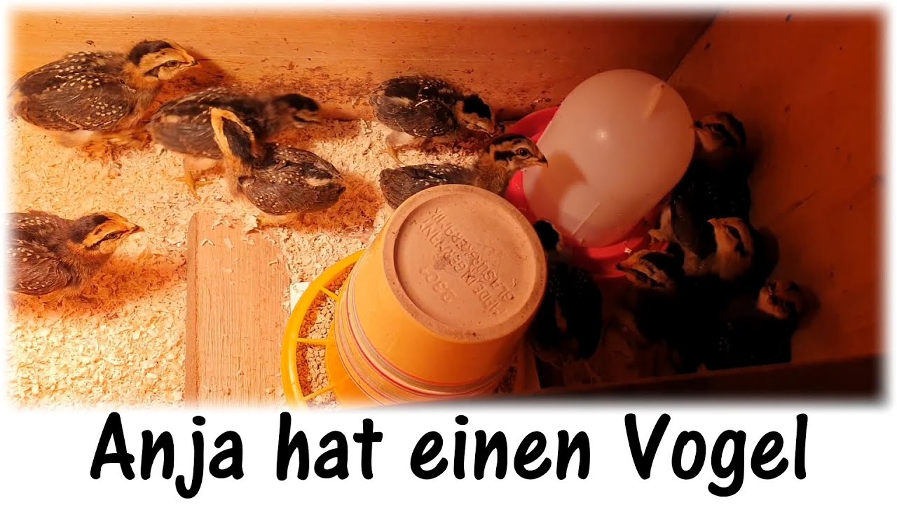 Araucana- Hühnerküken und elektrischer Türöffner / Anja hat einen Vogel