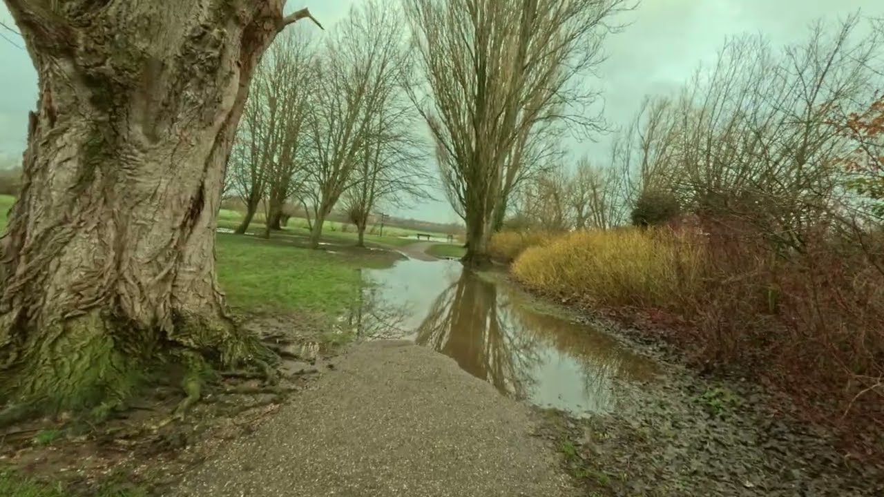 Quiet Park Walk After Rain | Overcast Skies & Natural Ambience | 4K No Talking