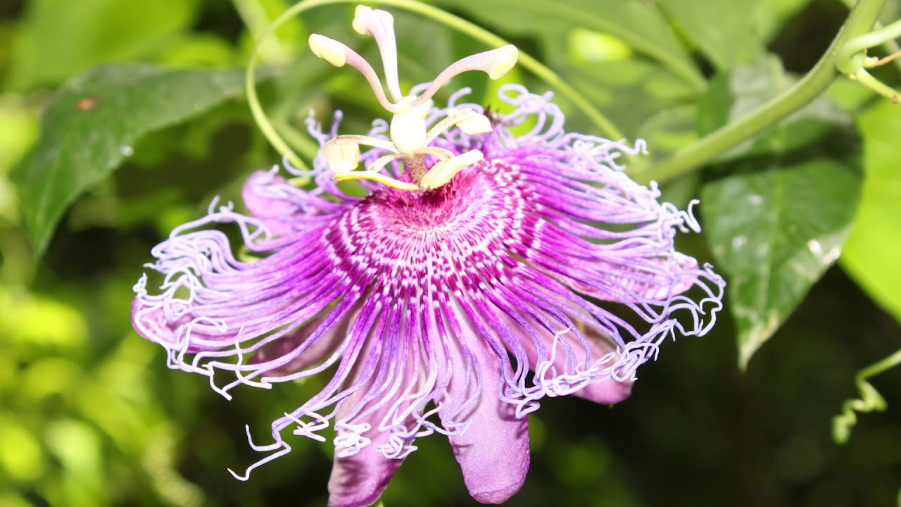 Butterfly Gardening