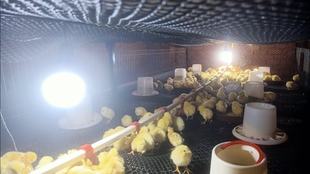 تصنيع ولحام ودهان بطريه فراخ كبيره تشيل 300فرخة ابيض 🐥🐣🐣