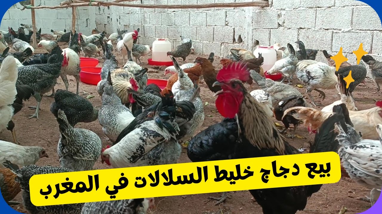 بيع دجاج خليط السلالات في المغرب &ndash; عمر 6 أشهر، جودة عالية وتوصيل لجميع المدن للتواصل 0668762975