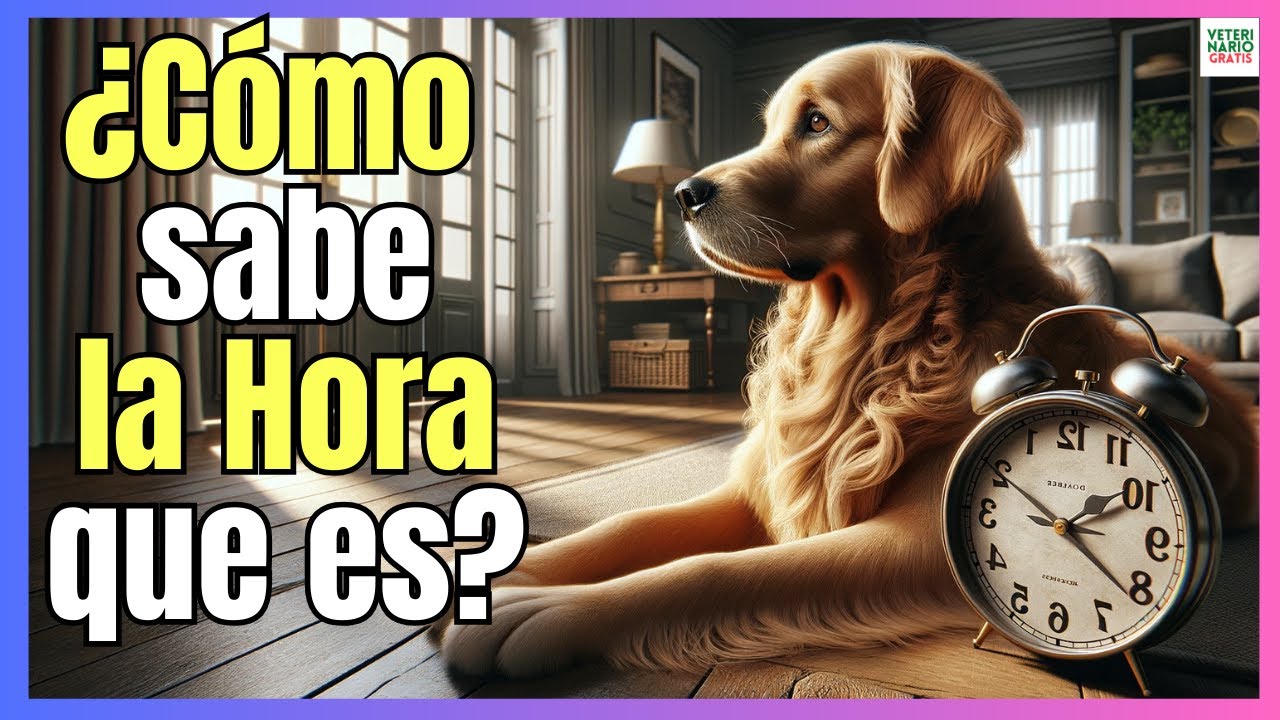 🔴 ¿COMO SABEN LOS PERROS LA HORA QUE ES? ¿TIENEN NOCIÓN DE TIEMPO? 🔴