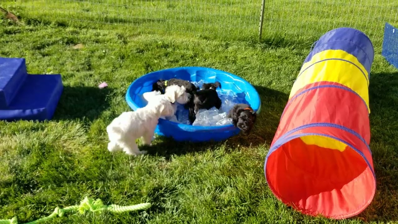 Jasmine's puppies are 7 weeks old, 6/13/24.